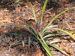 CairnsTC068 Centenary Lakes